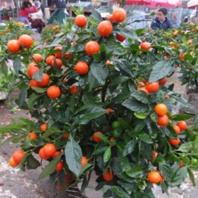 Cây QUẤT Nhật, chậu cây to sẵn quả chơi tết
