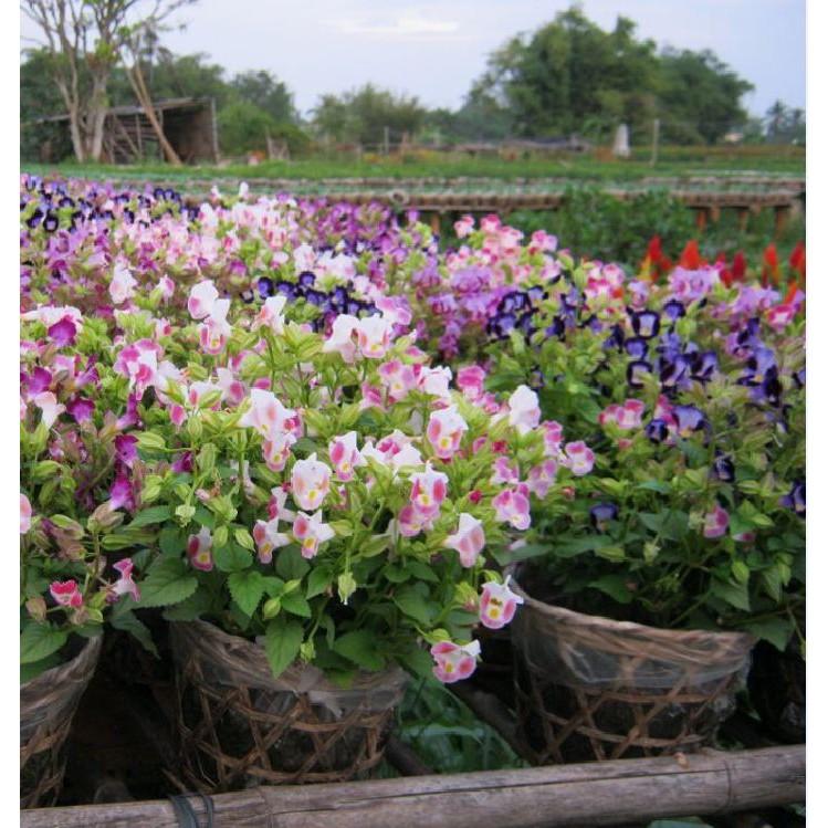 Hạt giống hoa Mắt Nai Mix - 10hat/gói