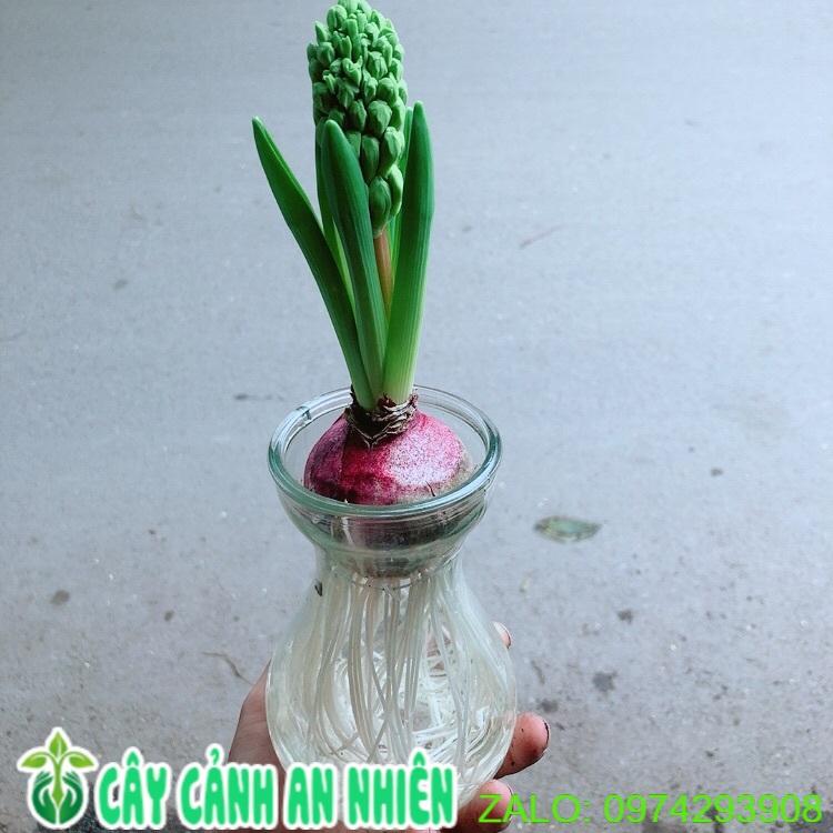 Chậu Củ Ông Tiên