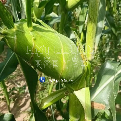 Hạt giống bắp nù sữa gói 1 kg chính hãng