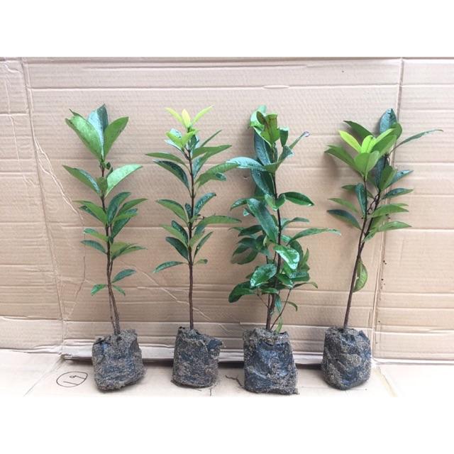 Cây CHERRY ANH ĐÀO cam kết chất lượng