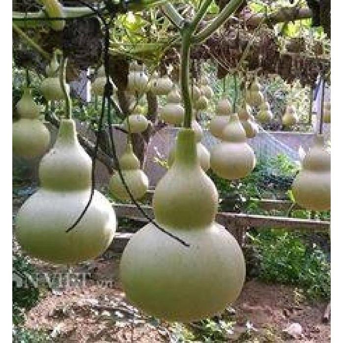 Combo 3 gói Hạt giống bầu hồ lô-gói 5 hạt-tặng kèm gói phân bón lót