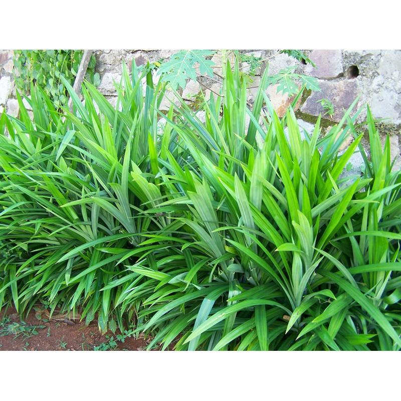 Cây Lá Nếp Thơm