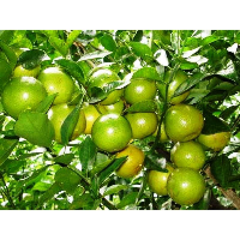 Cây giống Cam Xoàn siêu sớm, siêu sai .