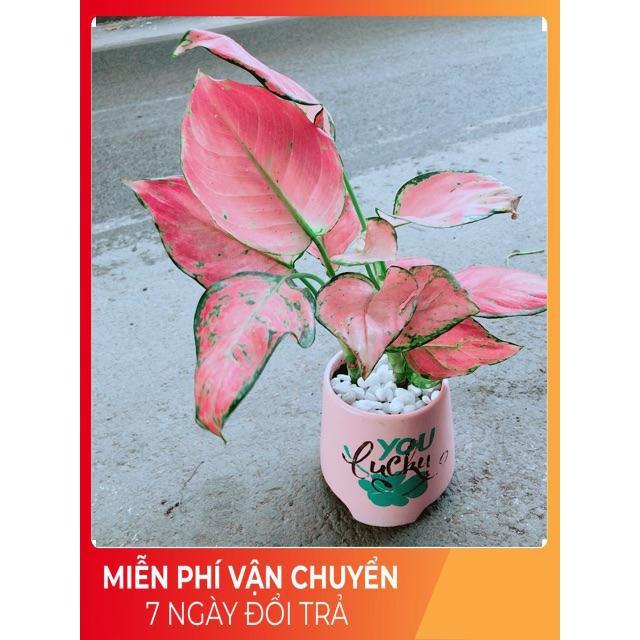Chậu Vạn Lộc Hồng