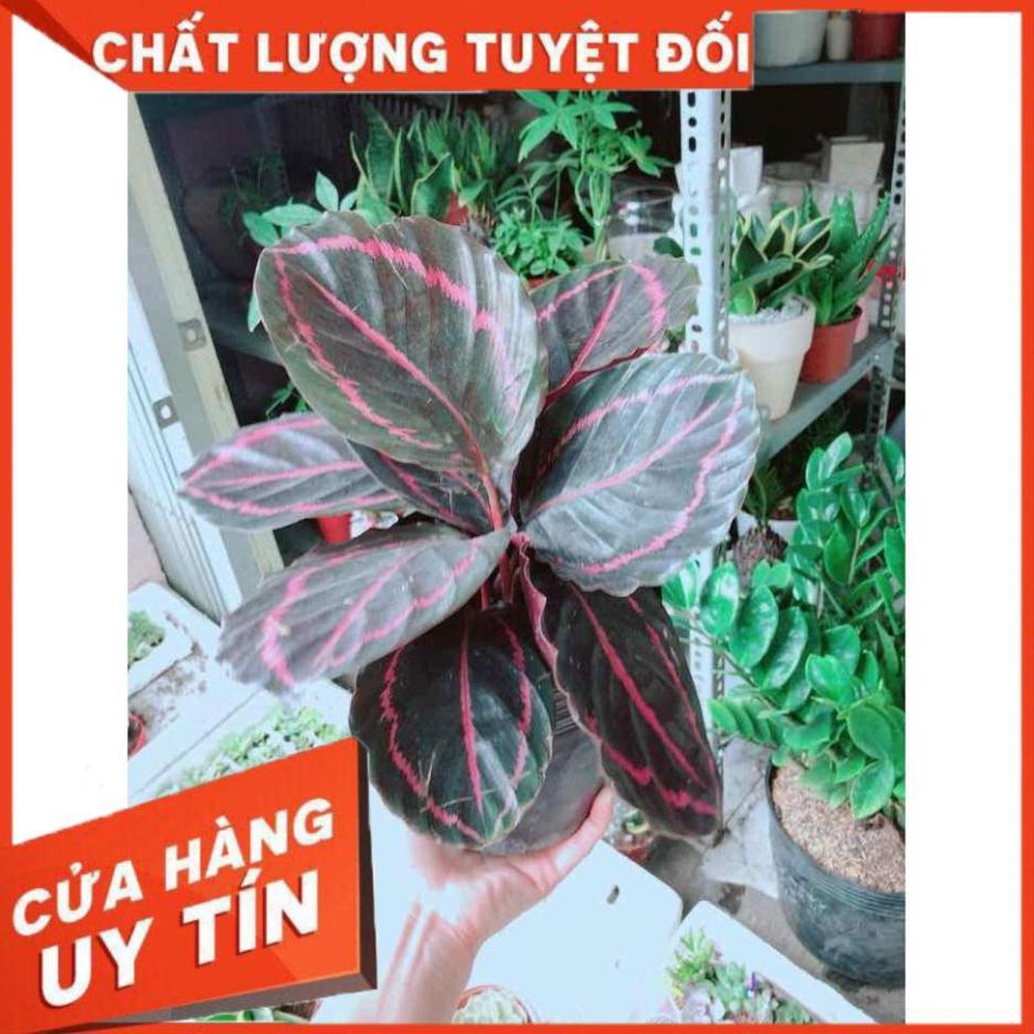 Đuôi công tím Nhiều Người Mua