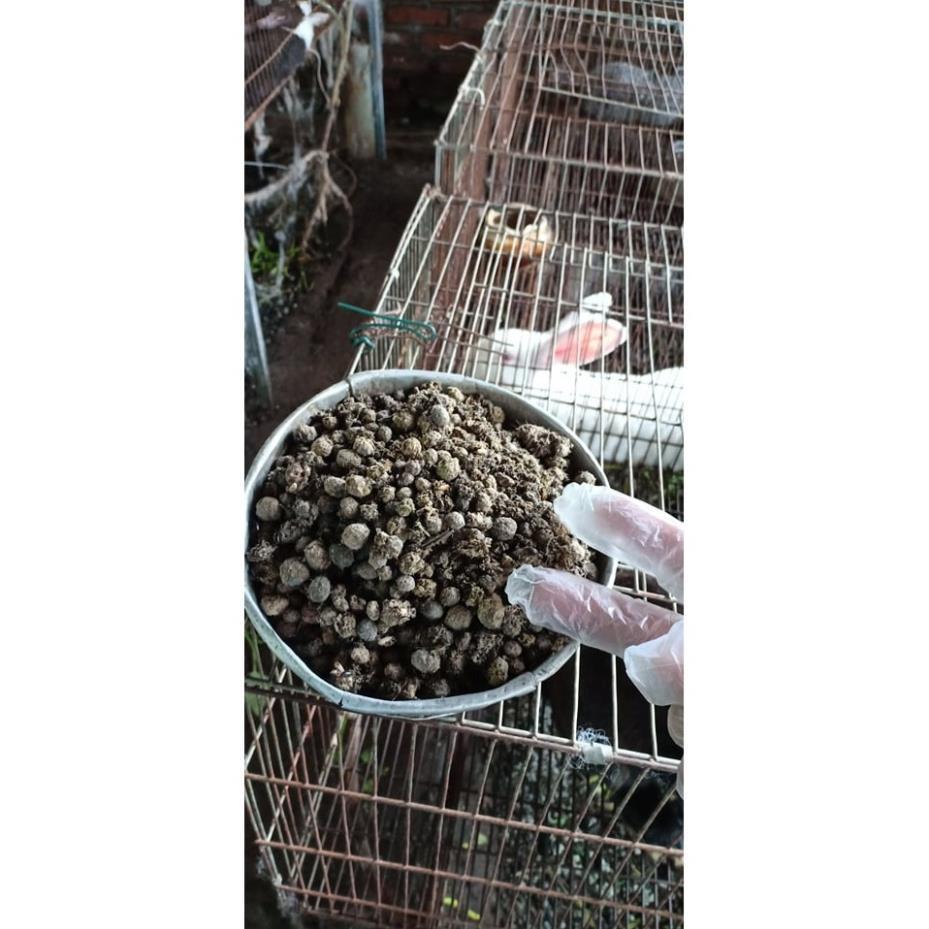 Hoa lan giáng hương đuôi chồn( cây to 30cm)+ 700g phân thỏ hữu cơ