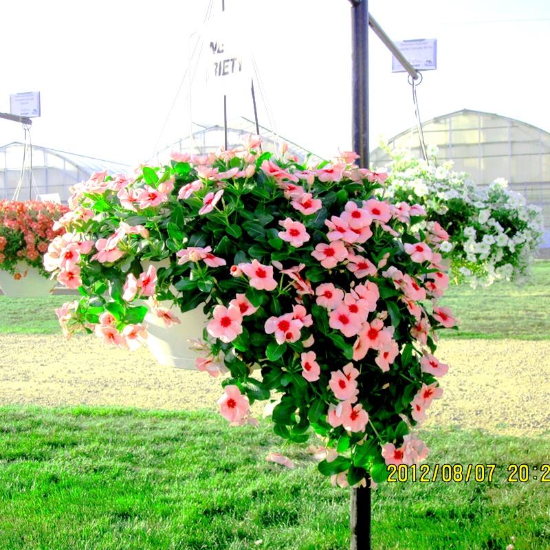 Hạt Giống Hoa Dừa Cạn Rũ -