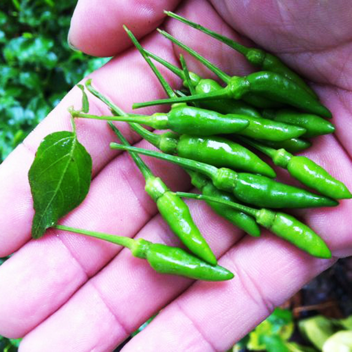 Hạt giống ớt xiêm Phú Nông