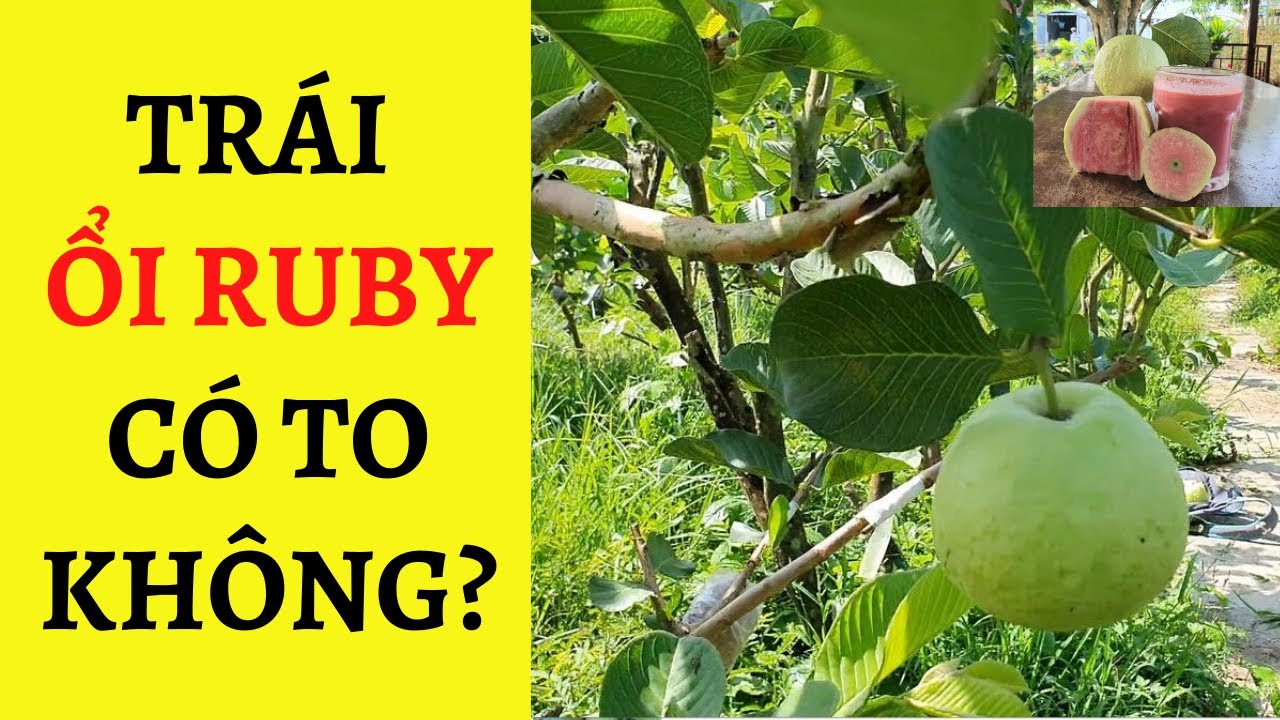 Cây Giống Ổi RuBy Siêu Sớm