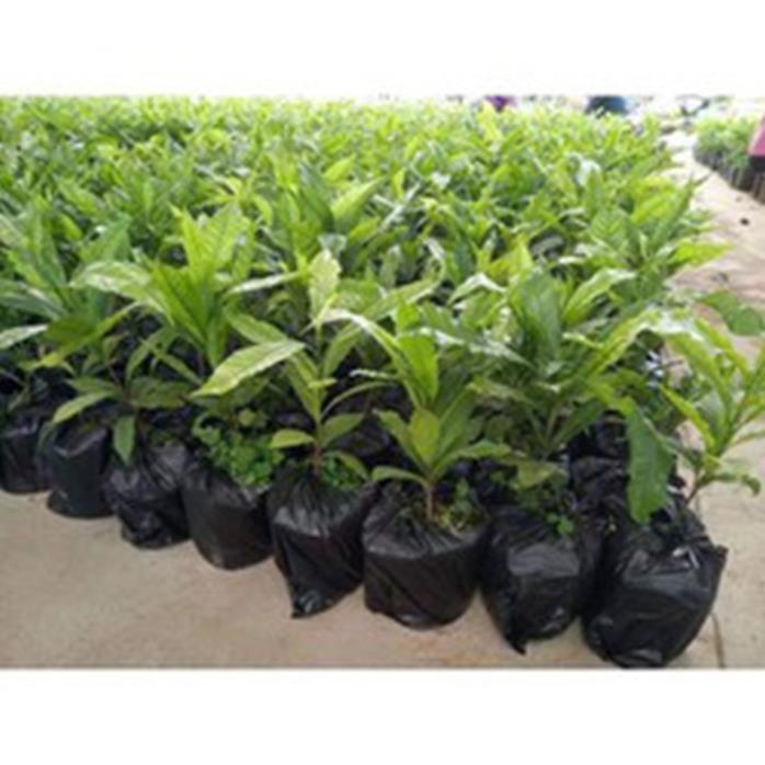 Cây vú sữa hoàng kim
