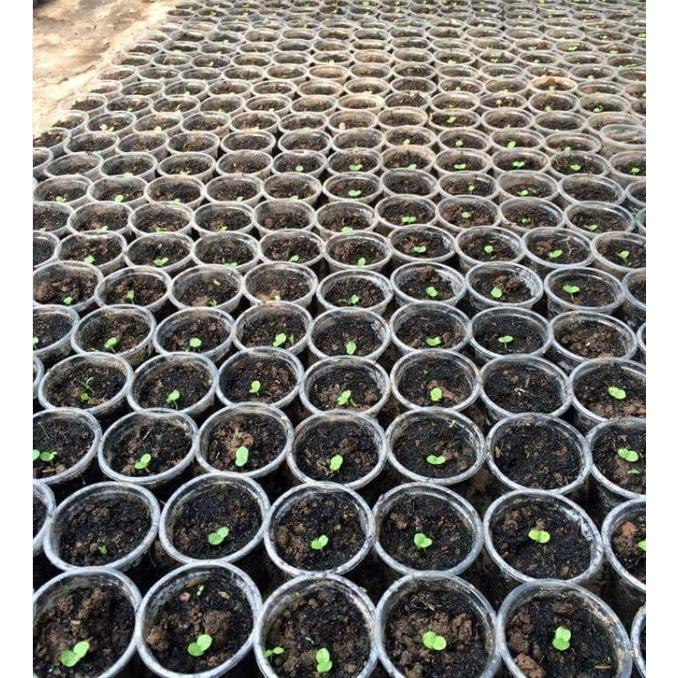 Hạt giống nhân sâm Hàn Quốc KNS3453 - Gói 5 hạt