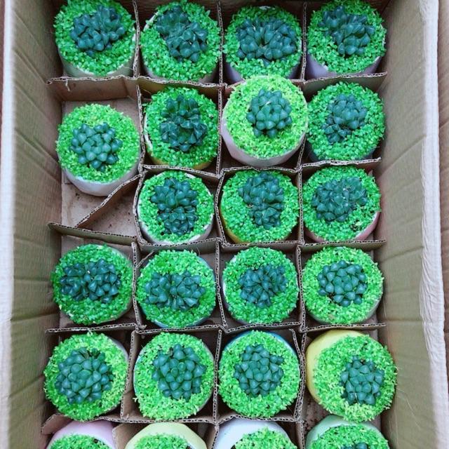 Chậu Cây Kim Cương