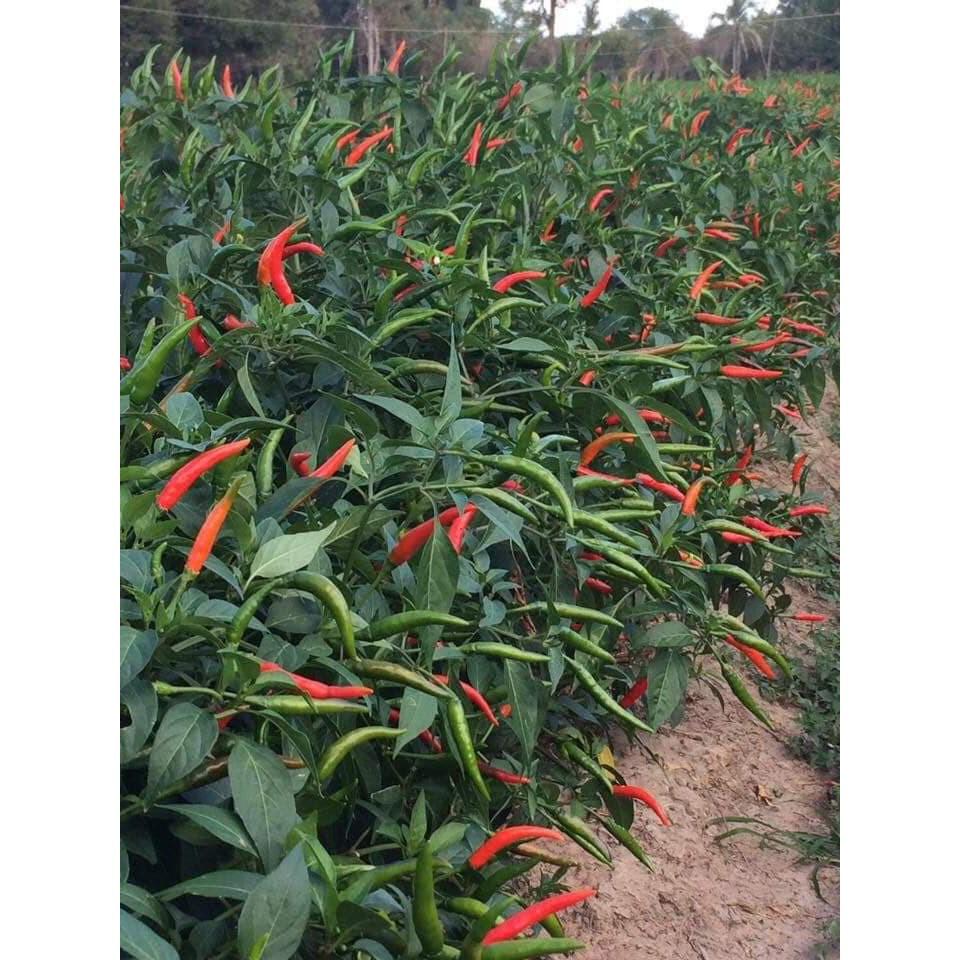 Hạt Giống Ớt Chỉ Thiên Siêu Cay gói 0.5g