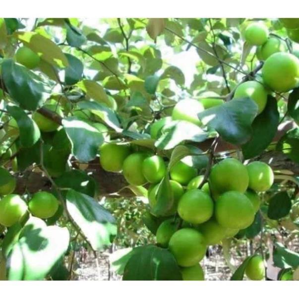 Cây Giống Táo Thái Siêu Trái, Quả To, Giòn và Ngọt