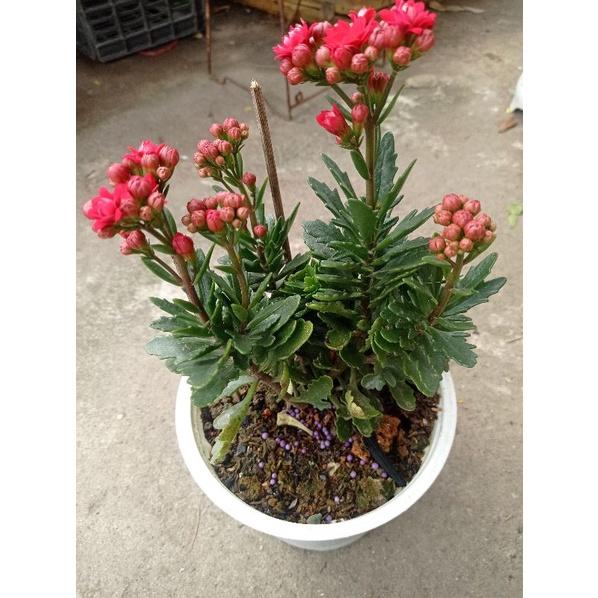 Chậu sống đời kép đỏ