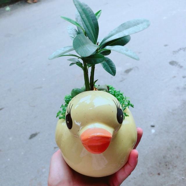 Chậu Vịt Vàng May Mắn