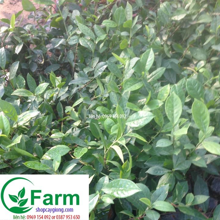 Cây trà xanh cây đẹp chuẩn giống