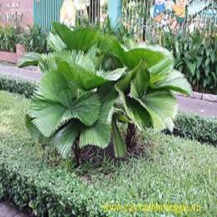 CÂY CỌ CẢNH SIÊU ĐẸP