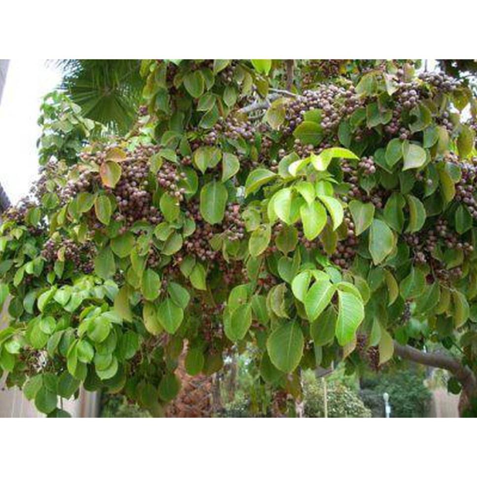 COMBO 5 CÂY NHỘI GIỐNG