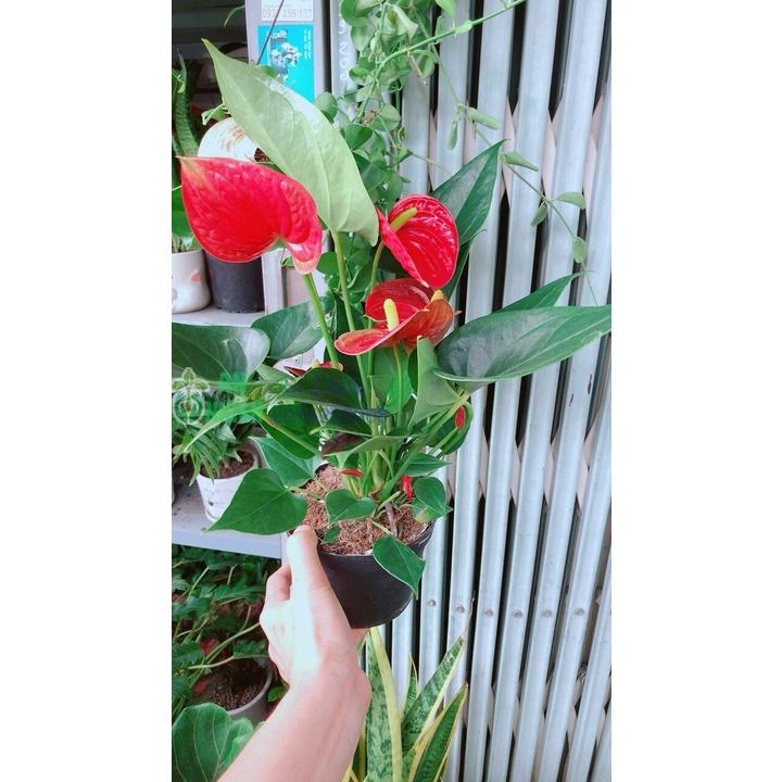 Cây Hồng Môn Hàng Đẹp Nhiều Hoa