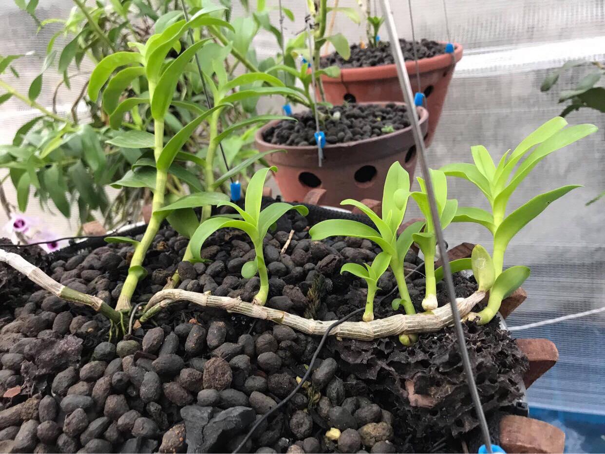 Phi điệp đột biến THÚY VÂN chuẩn giống cam kết chất lượng