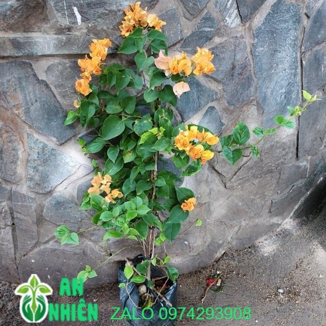 Hoa Giấy Màu Vàng