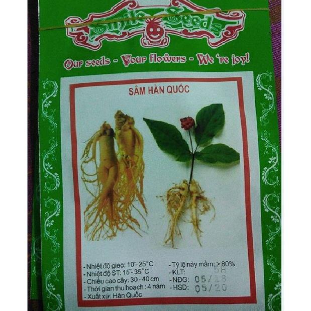 Combo 2 gói Hạt giống nhân sâm hàn quốc - gói 5 hạt - Tặng 1 gói kích thich hạt nảy mầm-HGNN