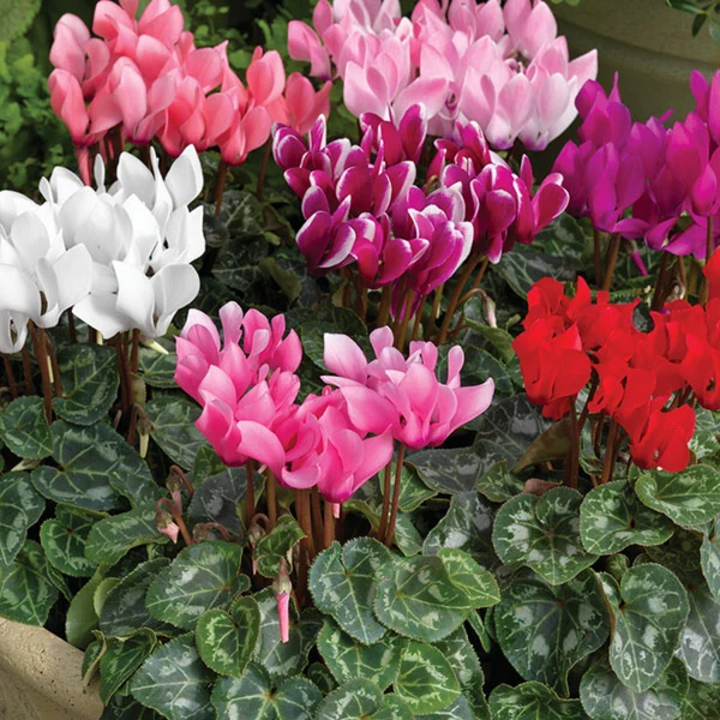 Hạt giống hoa Anh thảo mix gói 5 hạt