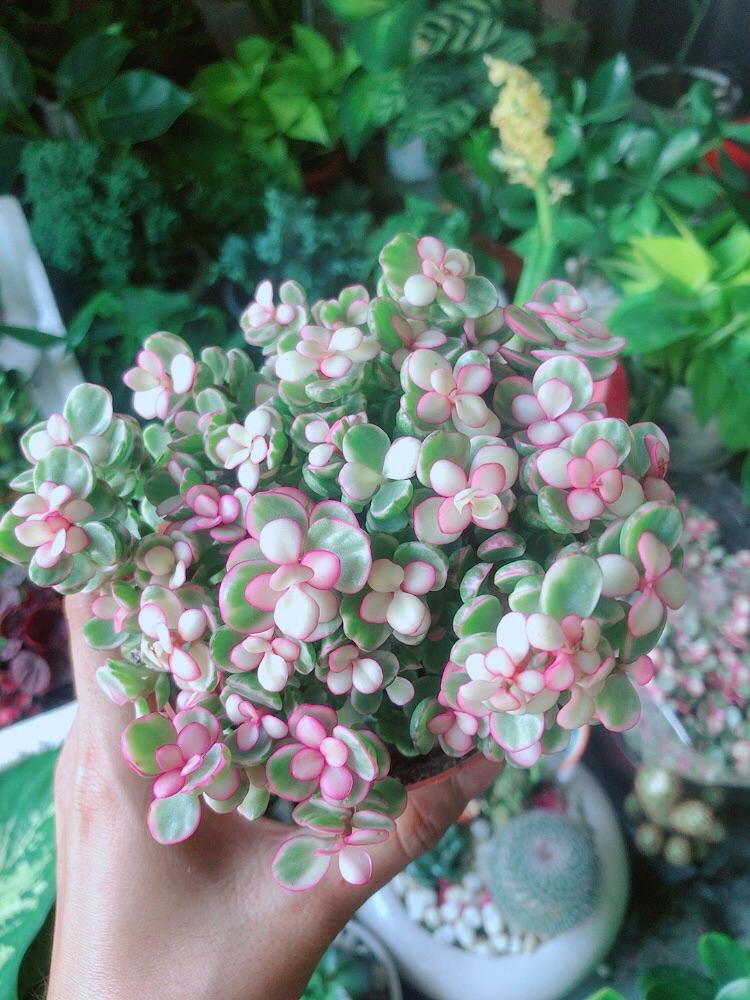 Cây Cành Vàng Lá Ngọc