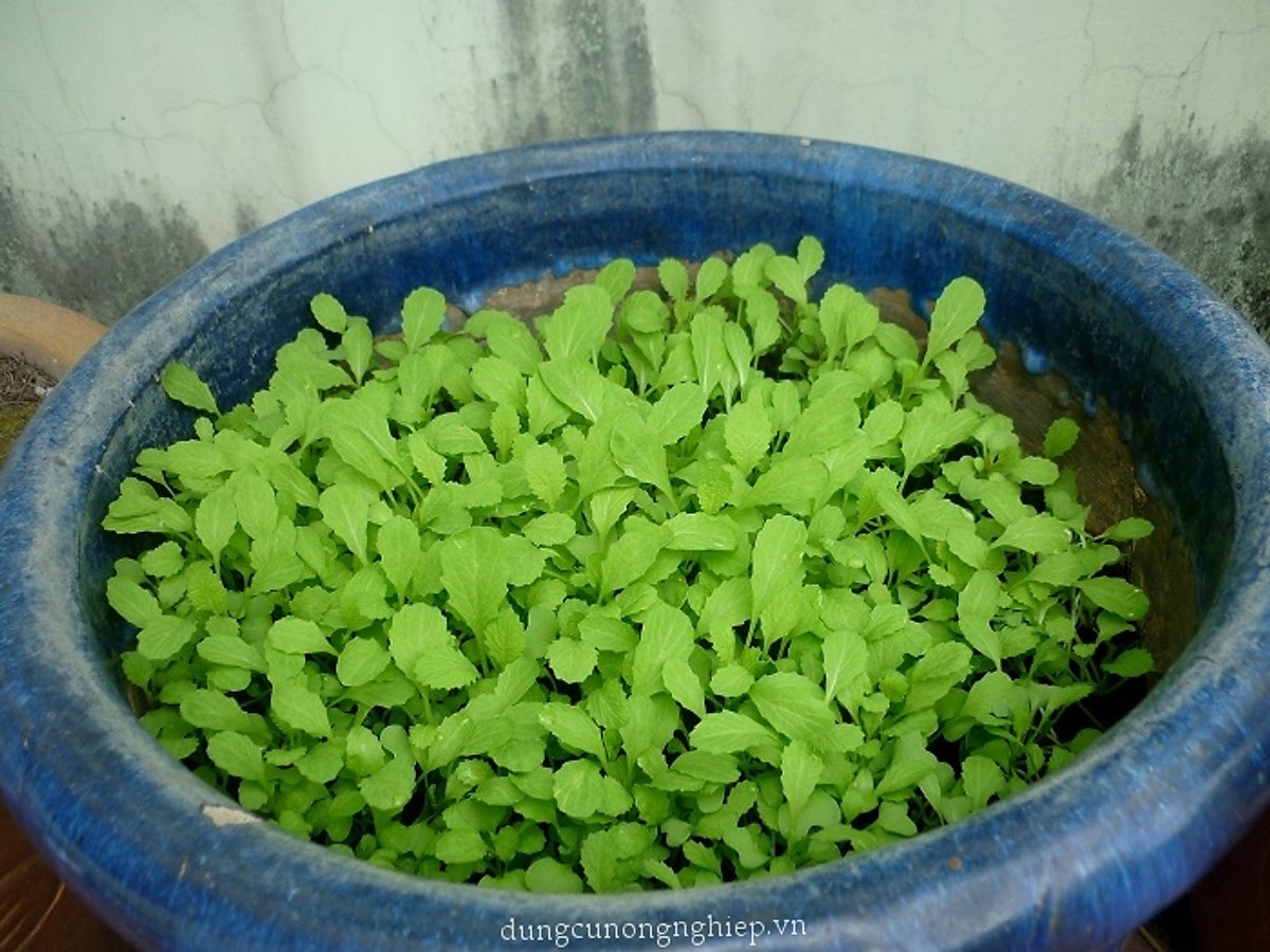 Bộ 3 gói hạt giống CẢI XANH ĂN NON 20GRAM X3