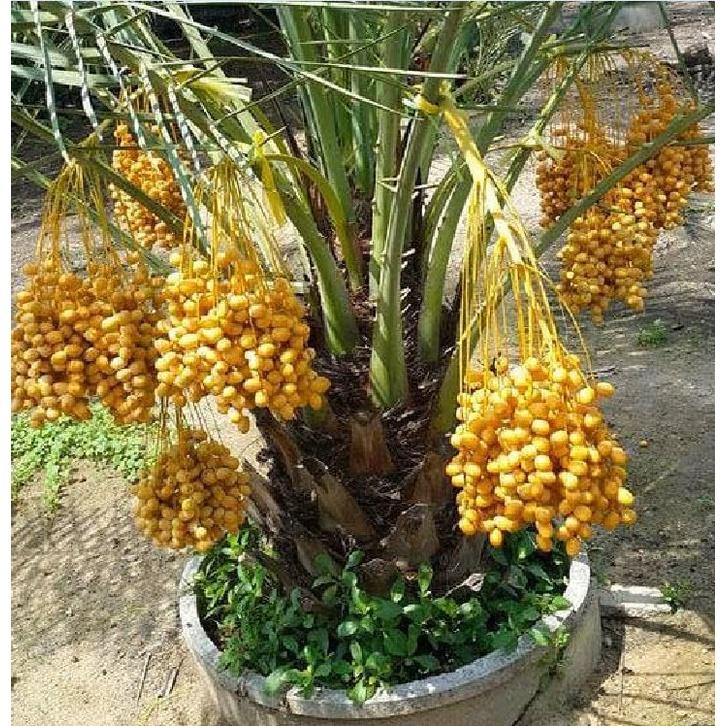 Hạt giống chà là Trung Đông CT237 - Gói 5 hạt