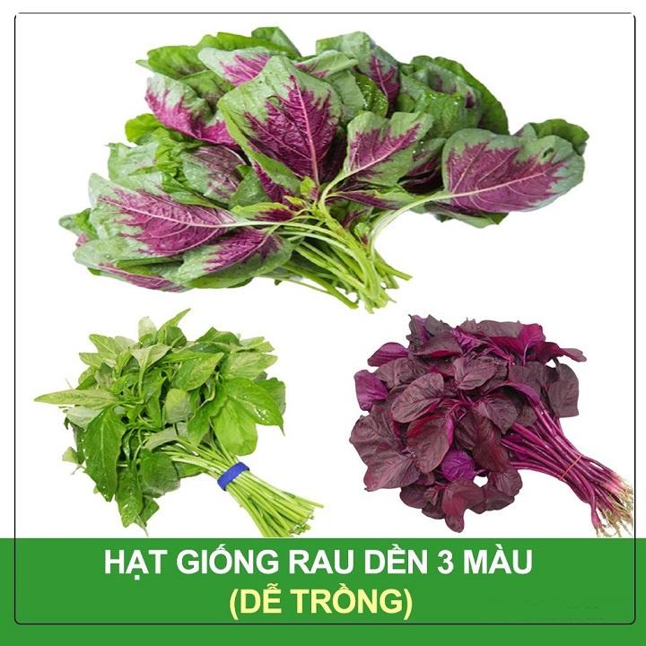 Combo 3 Gói Hạt Giống Rau Dền 3 Màu - 3 Gói 50gr