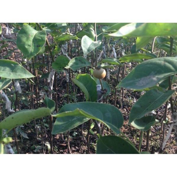 Cây giống lê nâu mắc cọp