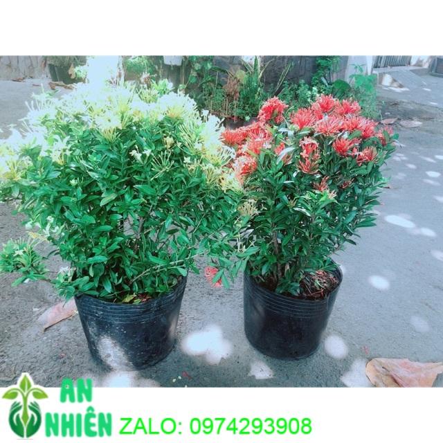 Combo 2 Cây Trang Thái Vàng+Đỏ