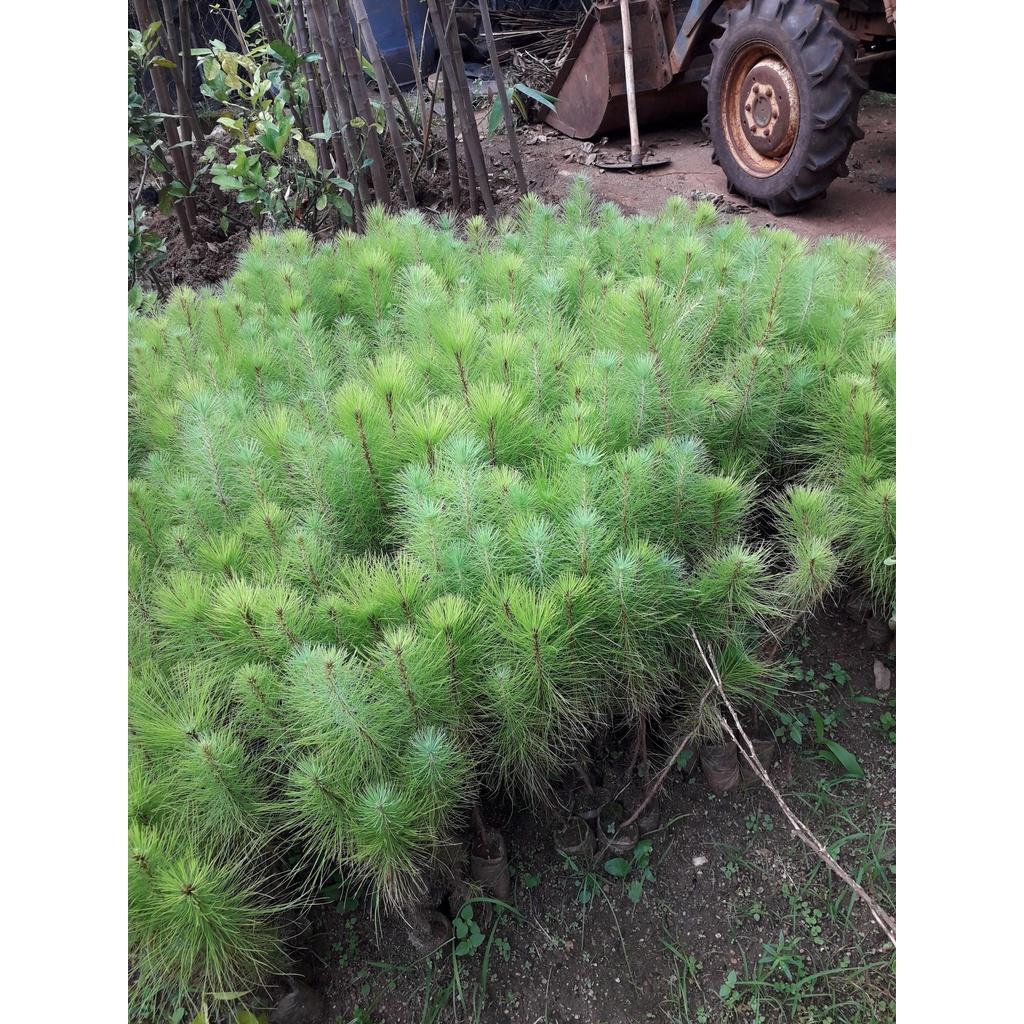 Cây giống Thông Đuôi ngựa.