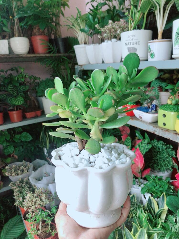 Chậu Cây Ngọc Bích