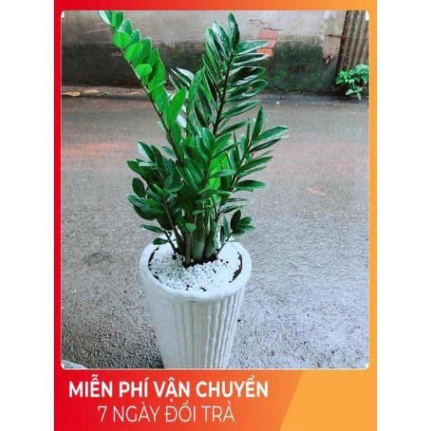 Chậu Kim Tiền Size Đại