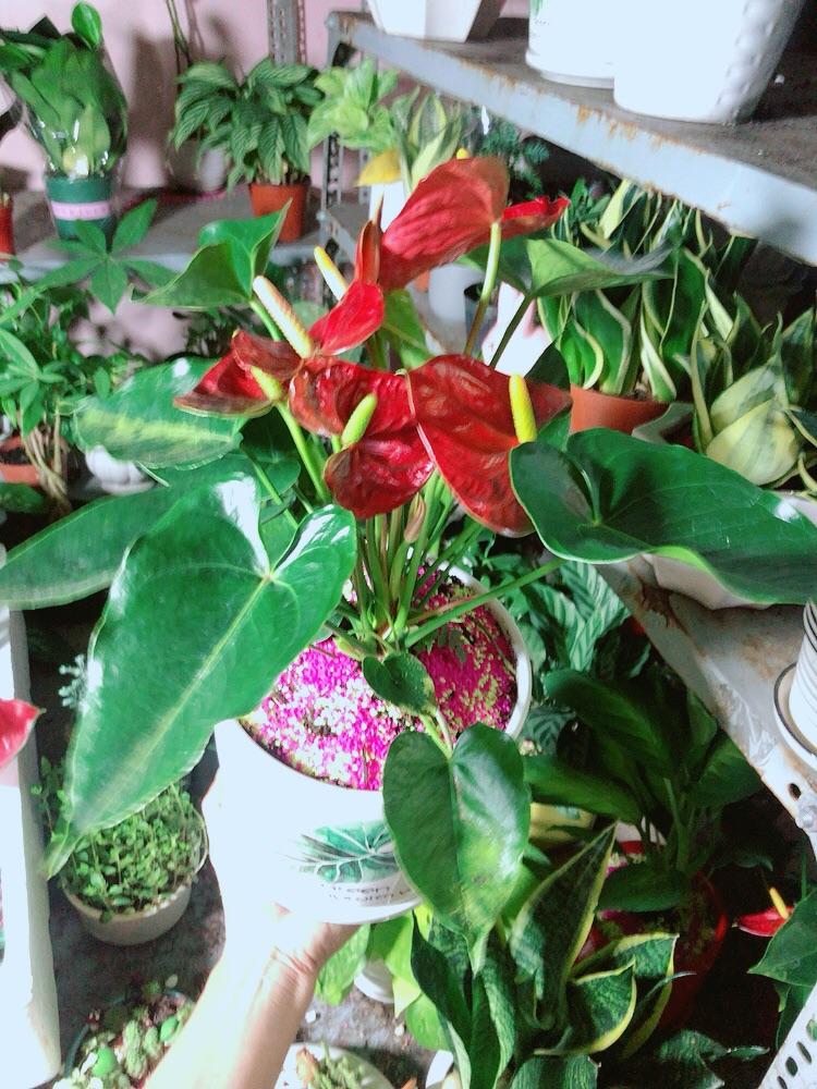 Chậu Cây Hồng Môn