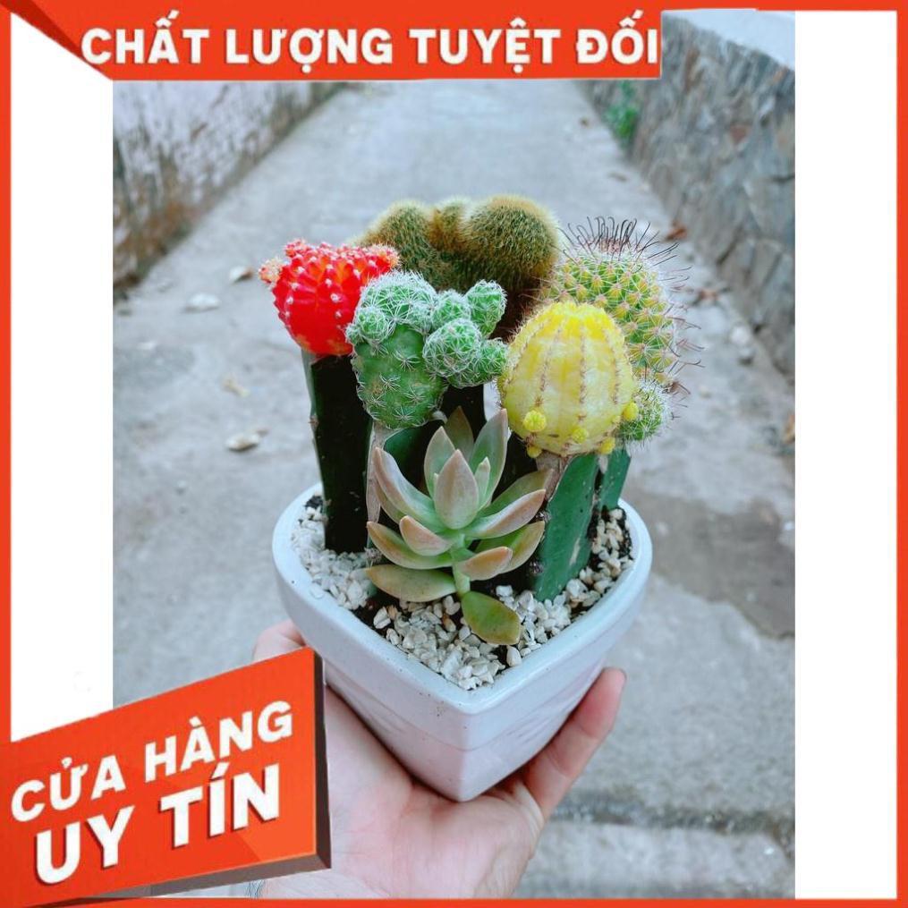 Chậu xương rồng trái tim Nhiều Người Mua