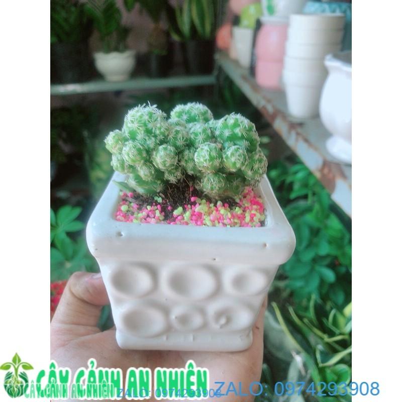 Chậu Xương Rồng Trứng Chim