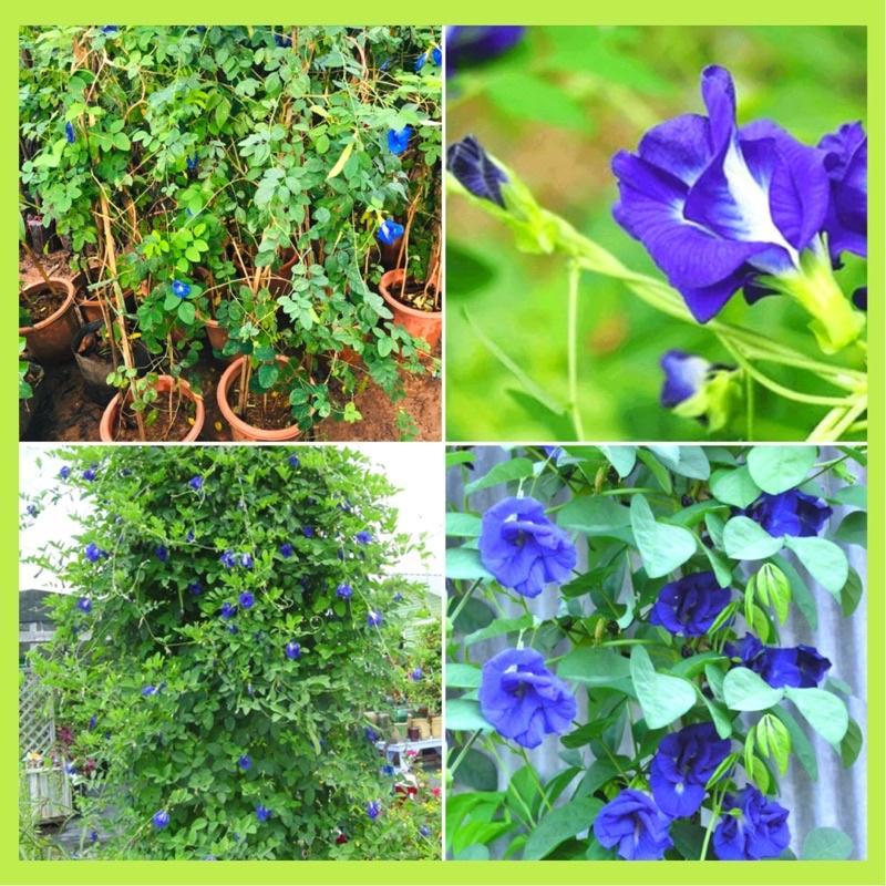 Cây hoa đậu biếc hay bông biếc sử dụng hoa nấu chè, nấu xôi, pha trà uống đều rất hiệu quả.
