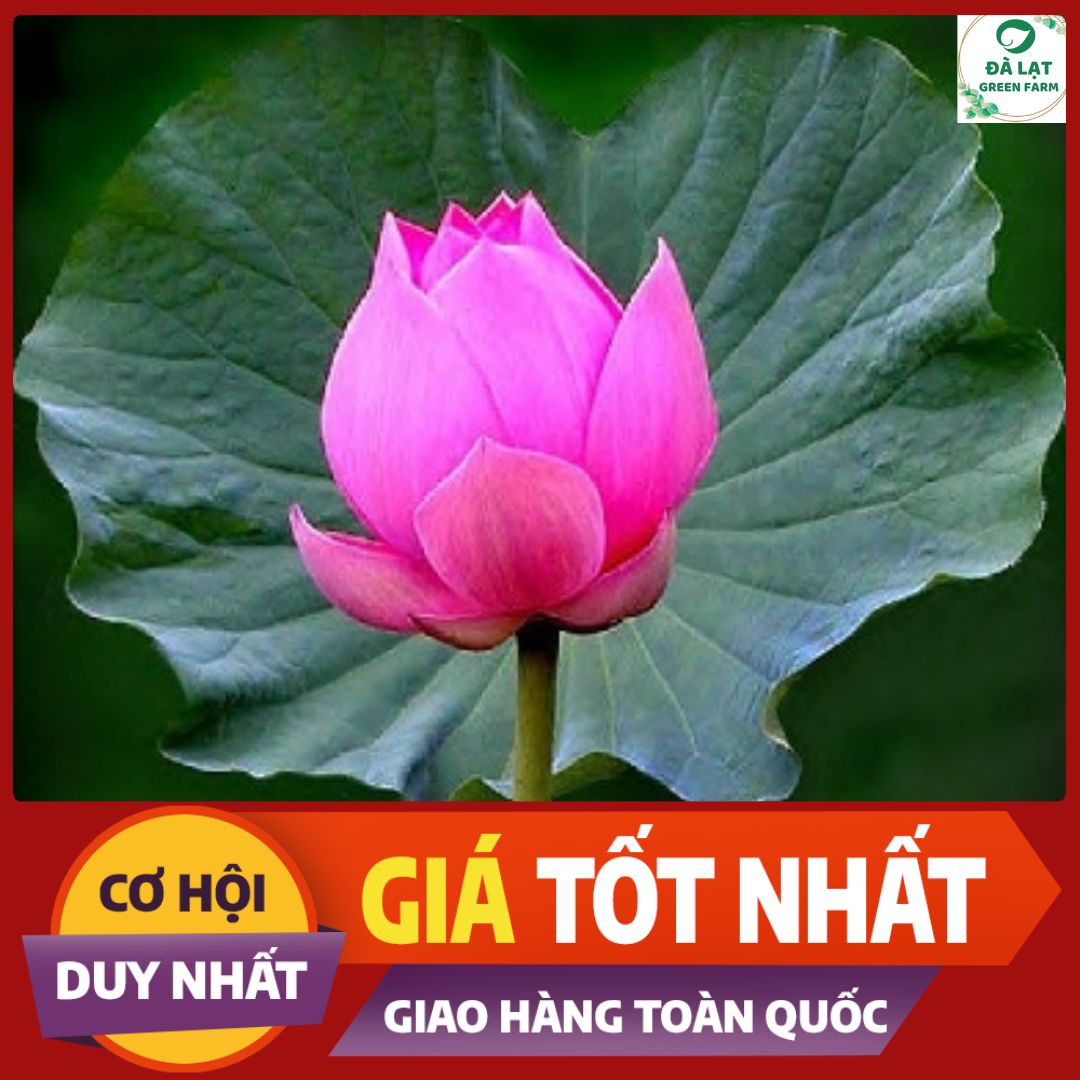 Hạt giống Hoa Sen (Hoa Sen Ta, Sen Hồng Việt Nam)