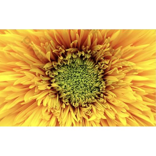 Tranh dán tường Tranh hoa hướng dương tối giản hiện đại, tranh dán tường 3d hiện đại  MS776145