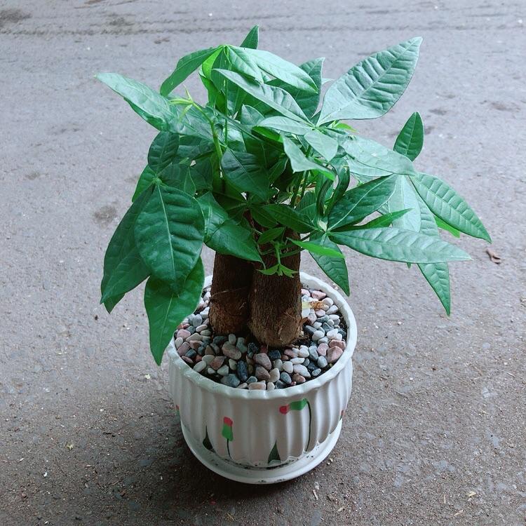 Chậu Kim Ngân 3 Thân