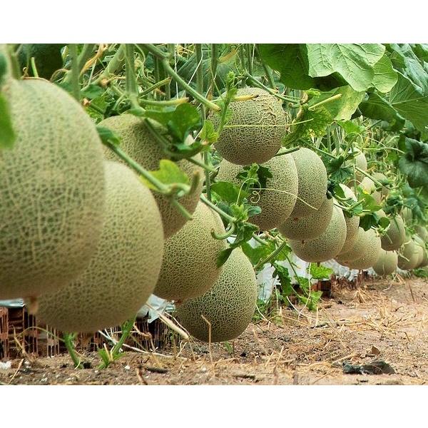 10 Hạt giống dưa lưới xanh F1 cao sản, năng suất cao, chịu nhiệt tốt - Anh nông dân chính hiệu
