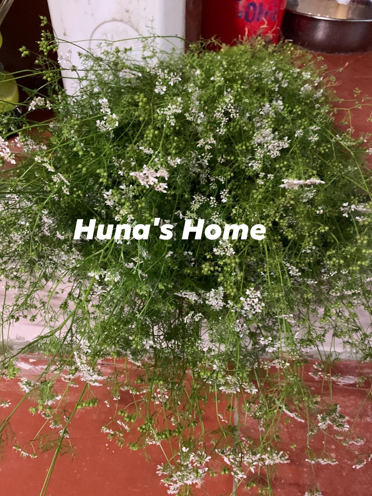 Tinh dầu mùi già Huna'shome