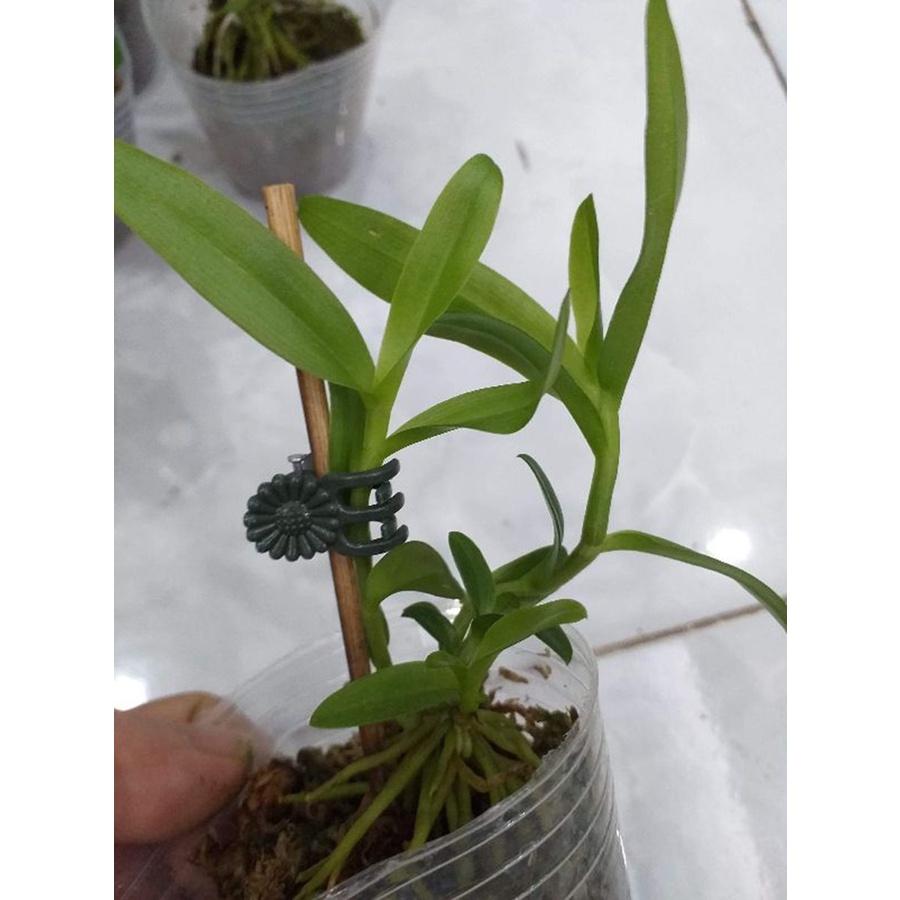 Phi điệp 5ct mắt nai hòa bình hàng gieo hạt