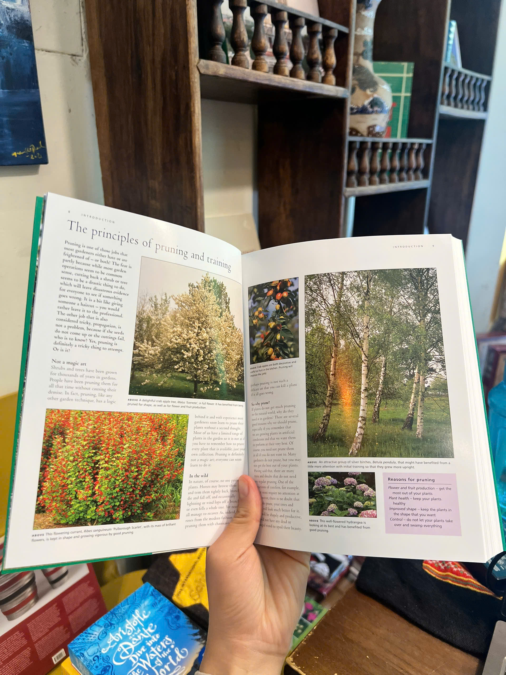 Sách - Illustrated Practical Encyclopedia of Pruning, Training & Topiary | Làm vườn / Nhập khẩu