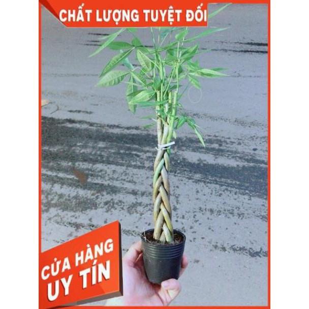 Kim Ngân Thắt Bính